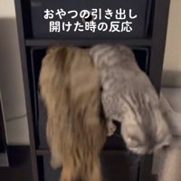 引き出しの中から体を出して外に出ようとしている2匹の猫
