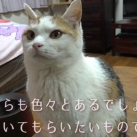 お座りする猫