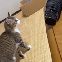 傘の前から立ち去る猫