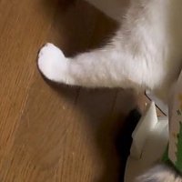 猫の足