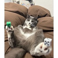 猫とサイコロ