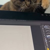 猫パンチしようとする猫