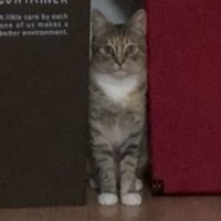ゴミ箱とゴミ箱の間に立っている猫