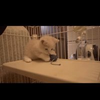 おもちゃで遊んでいる子猫