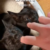 指をしゃぶる2匹の猫