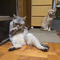 キッチンにいた猫たち