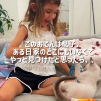 女の子に猫じゃらしで遊んでもらう子猫