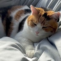 気持ちよさそうなアップの写真