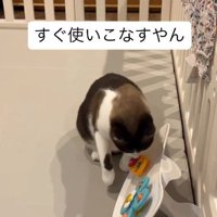 赤ちゃんのおもちゃで遊ぶ猫