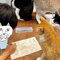 勉強中の男の子と6匹の猫3