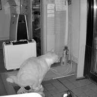 暗視カメラ、猫トイレ中（横姿）