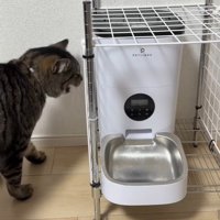 自動給餌器に向かって鳴く猫