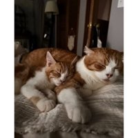寝ている猫たち