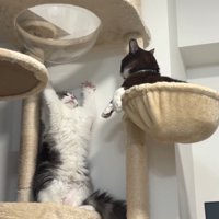 威嚇する猫と見つめる猫5
