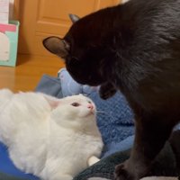 ケンカをしている2匹の猫