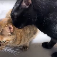 毛づくろいをする猫