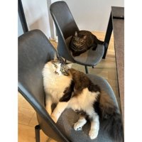 室内にいる猫