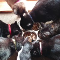 ごはんを囲む猫たち