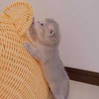 ベッドの耳の匂いを嗅ぐ子猫