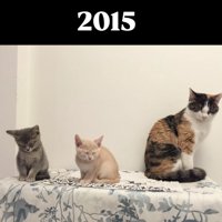 2匹の子猫と1歳の猫