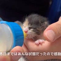 ミルクを飲む子猫