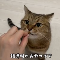 女性の手からおやつをもらう猫