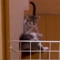 子猫がにゃんプロを仕掛けた瞬間