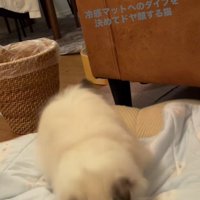 冷感マットの上に着地する猫