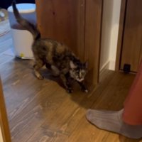 ドアから出てくる猫