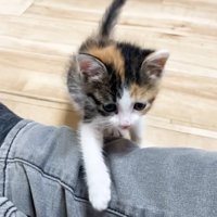 足をよじのぼる子猫