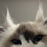 猫の顔