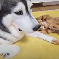 犬と子猫