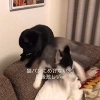 猫に体当たりするハスキー犬