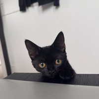 黒猫の子猫が正面を見ている様子