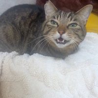 布団の上で鳴いている猫