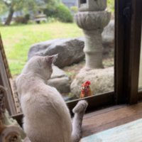 外を見る猫の後ろ姿