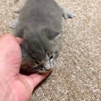 なでられている子猫