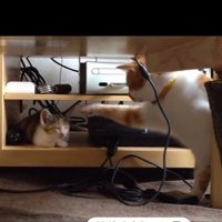 寝ている子猫とちょっかいを出している猫