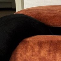 スツールの中に頭を入れた猫
