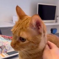 飼い主から視線を逸らす猫