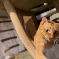 しっぽにつられる猫さん