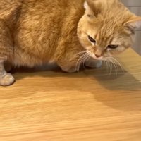 立って俯くプリンくん