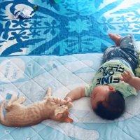 茶トラ子猫の手を掴む赤ちゃん