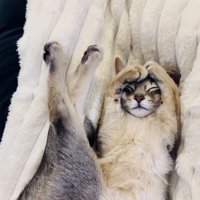 毛布の上で眠るアビシニアン