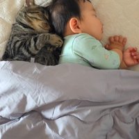 並んで眠っている猫と赤ちゃん