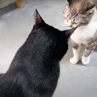 耳を立てる猫