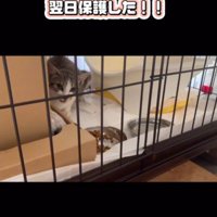 ケージの中の保護