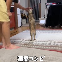 溺愛コンビ