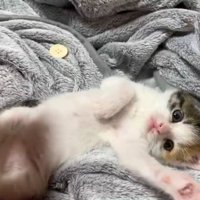 毛布の上で寝転がる子猫