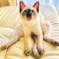 座っている子猫
